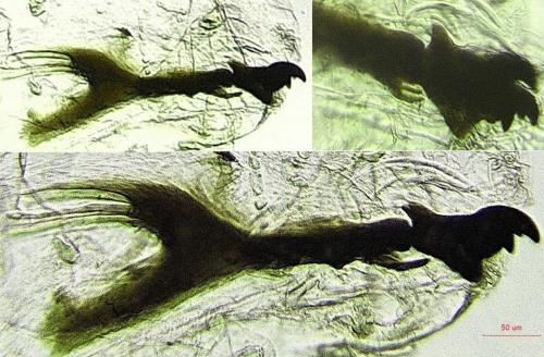 Pegomya sp.